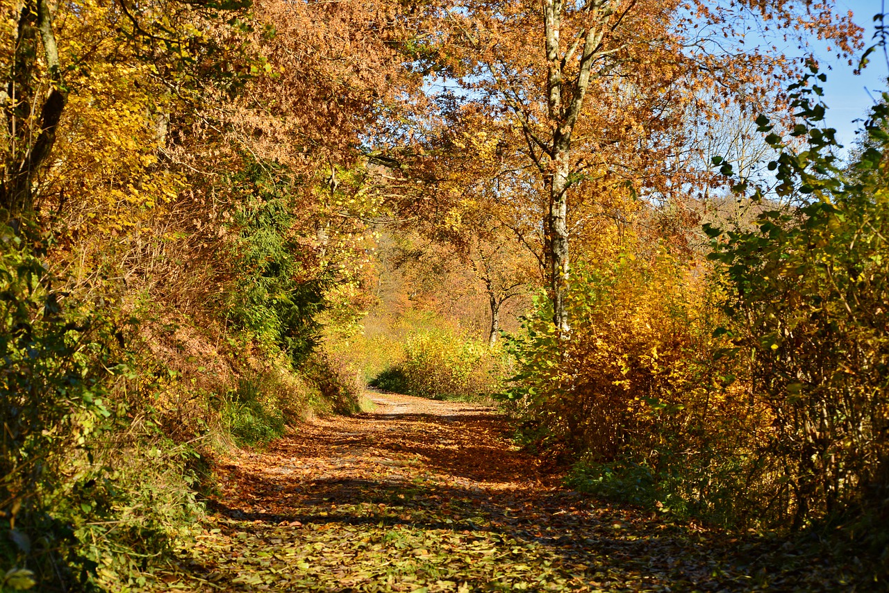 autumn  forest  forest path free photo