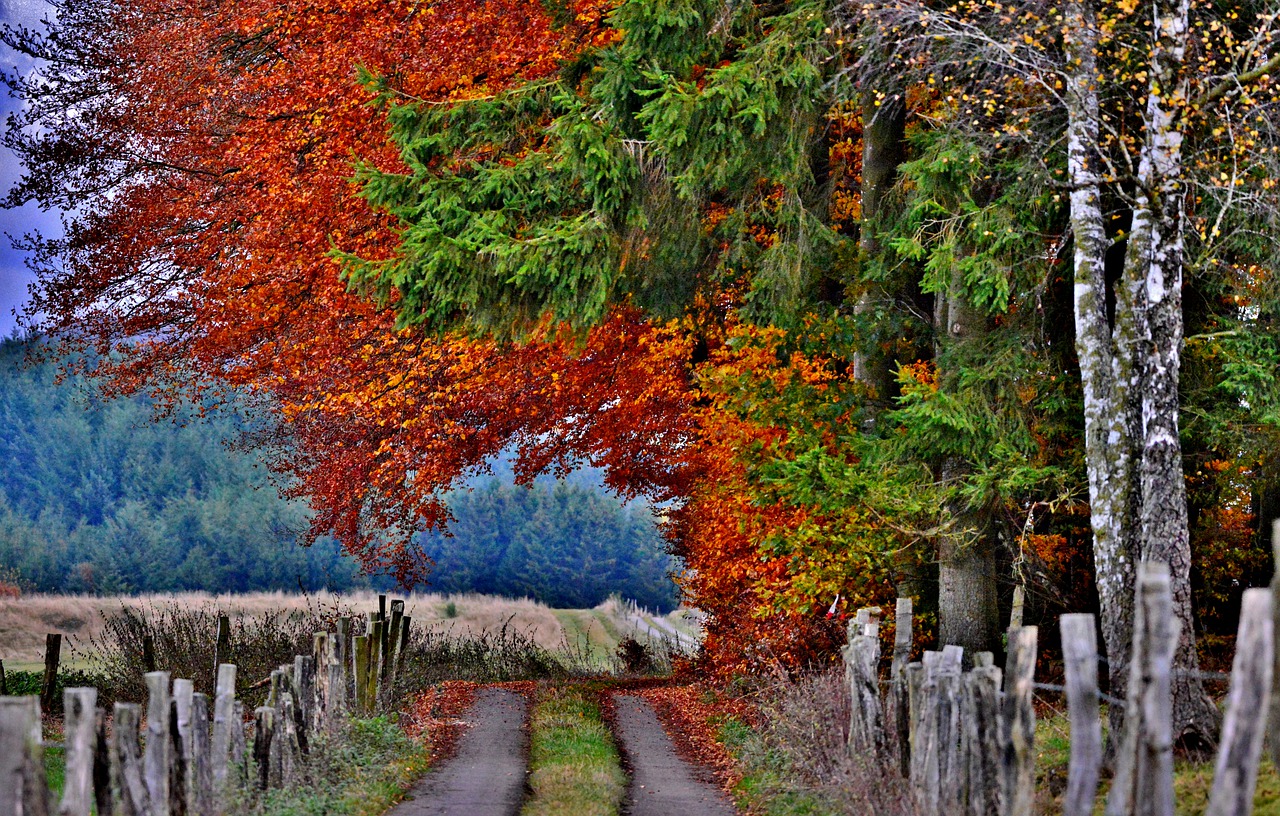 autumn  forest path  forest free photo