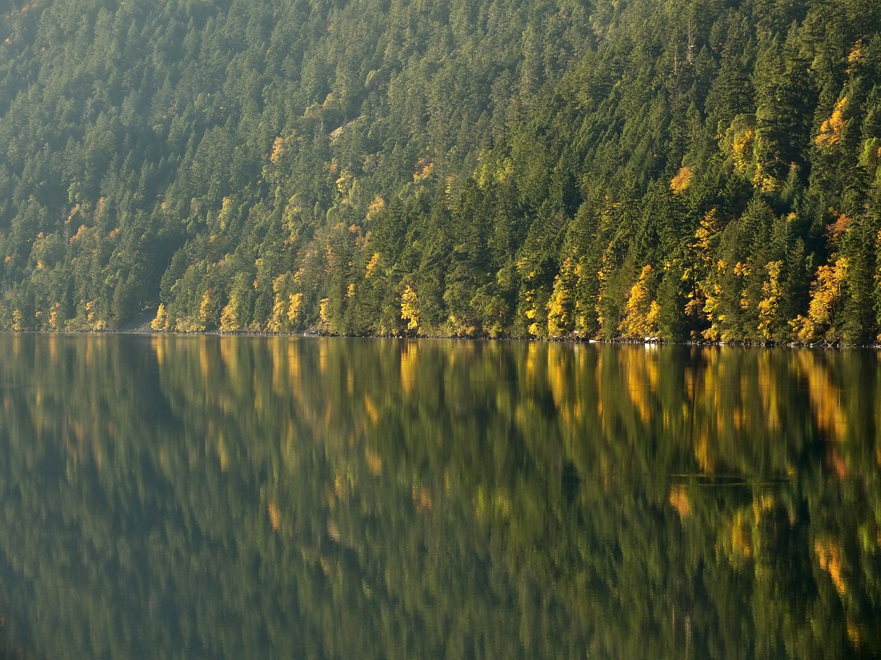 autumn  trees  lake free photo