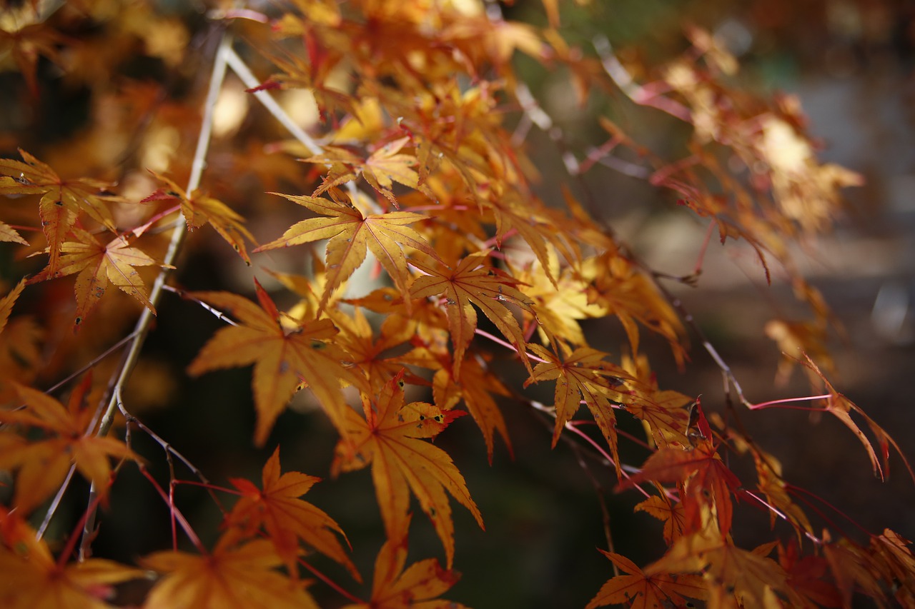 autumn  yellow leaves  red leaf free photo