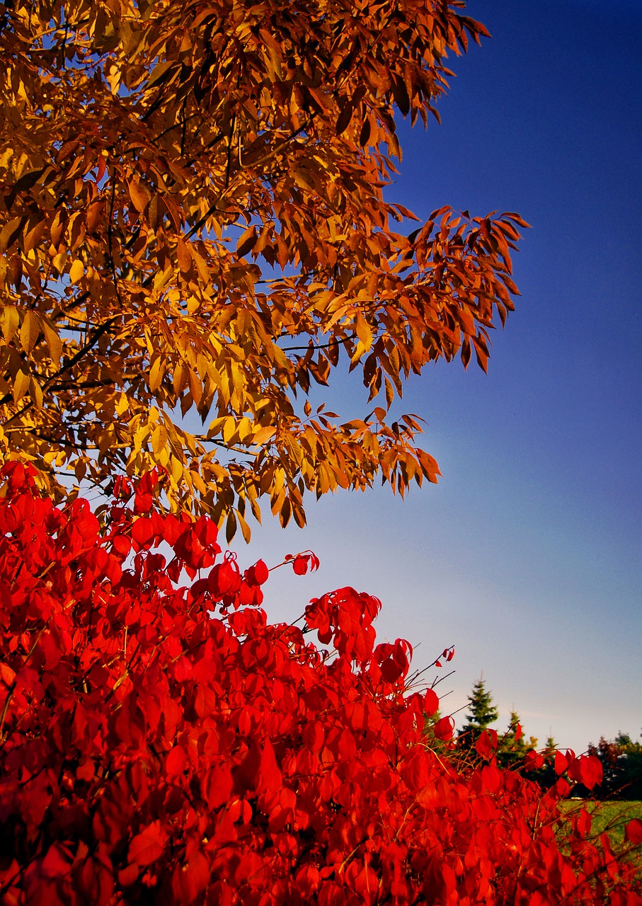 autumn  leaves  colours free photo