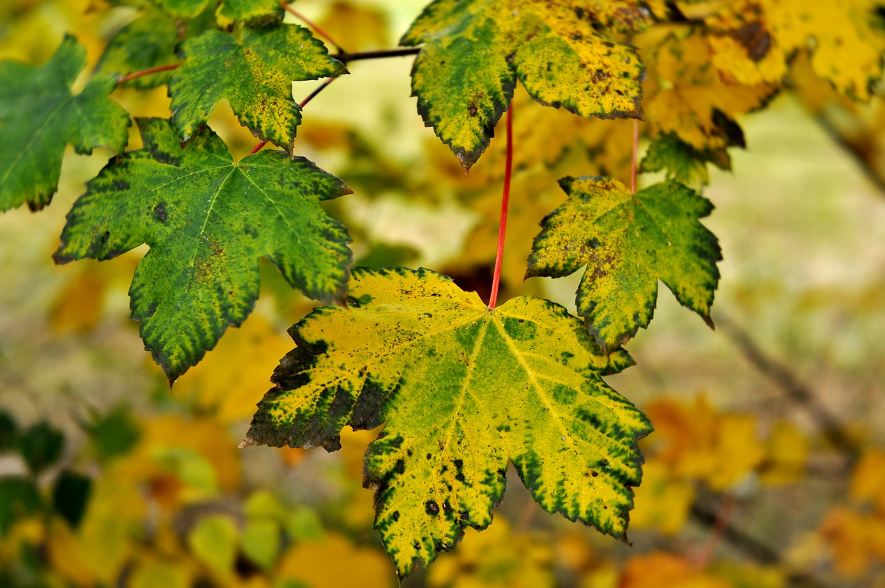 autumn  leaves  forest free photo