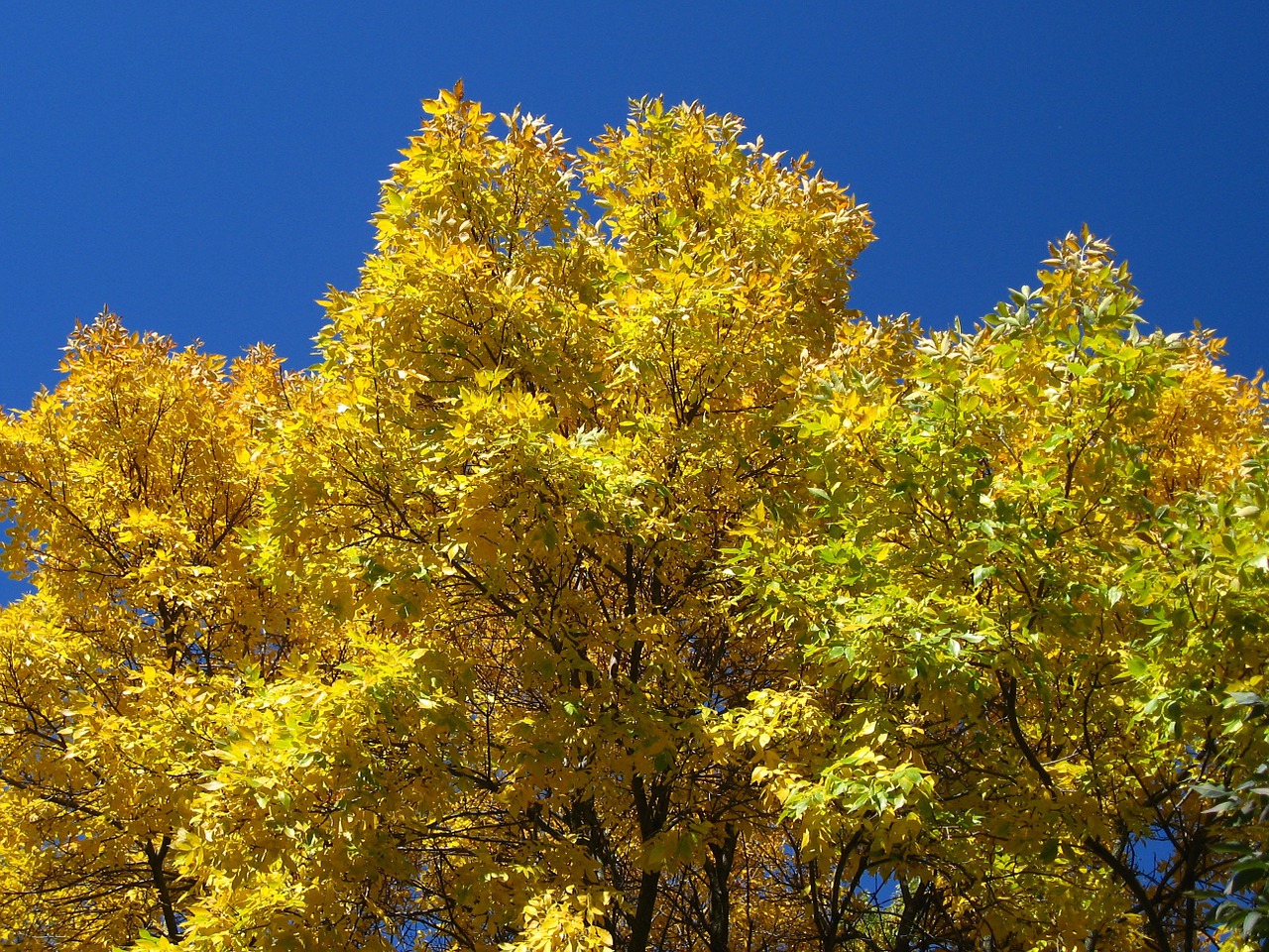 autumn tree yellow free photo