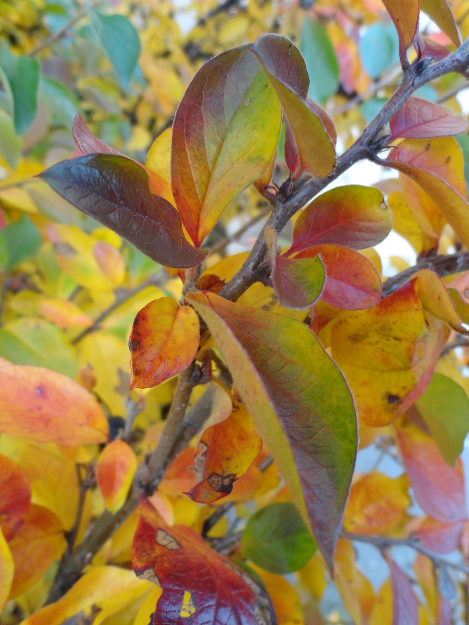 autumn  paint  tree free photo