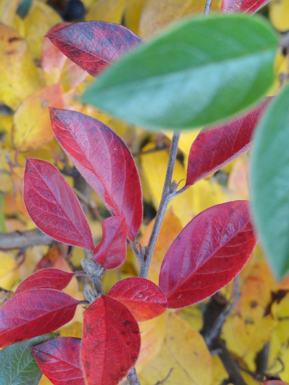 autumn  leaves  color free photo