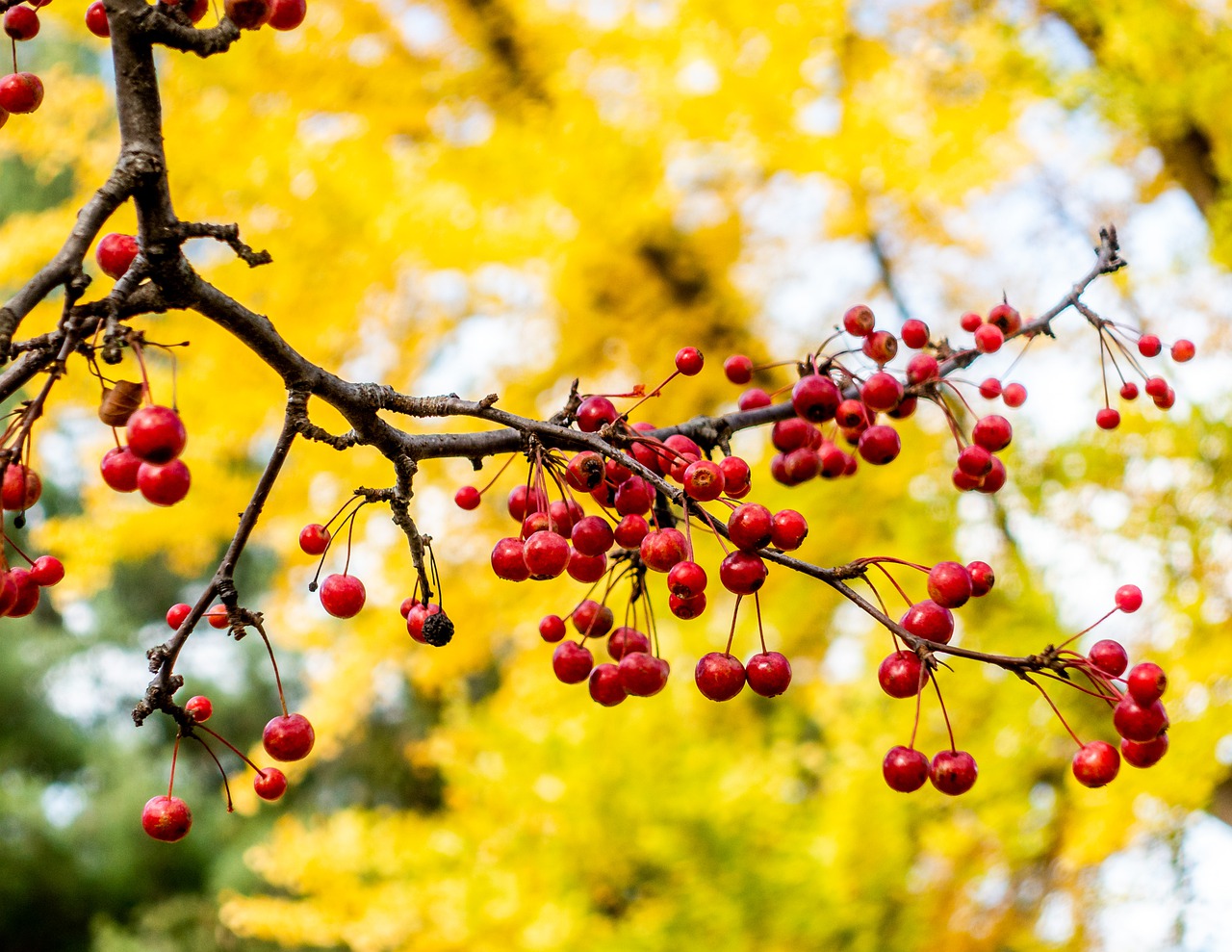 autumn  berries  red free photo