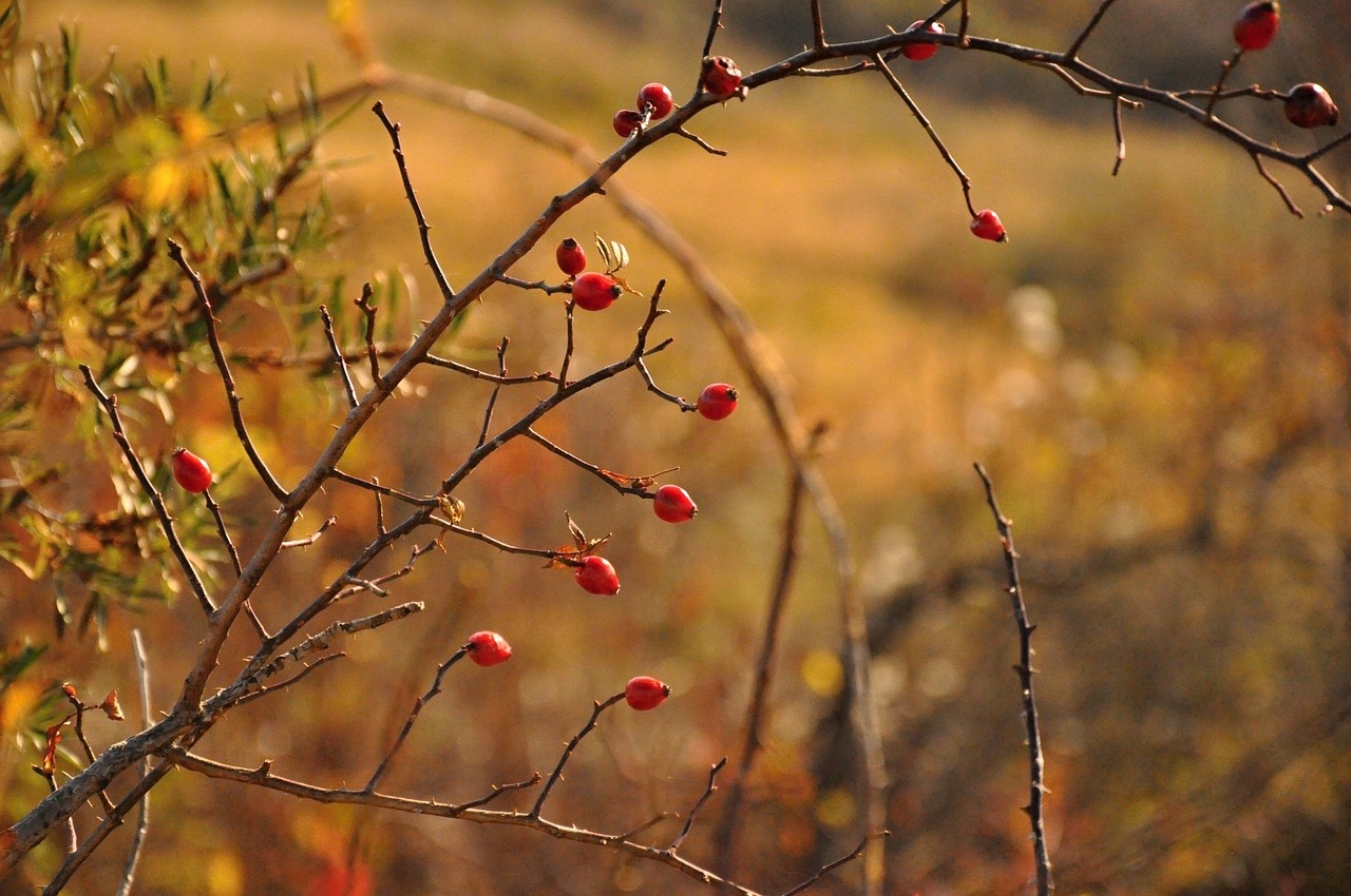 autumn  rosehip  wild free photo