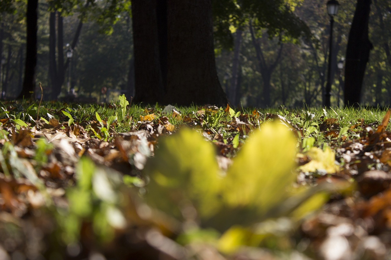 autumn green leaf free photo