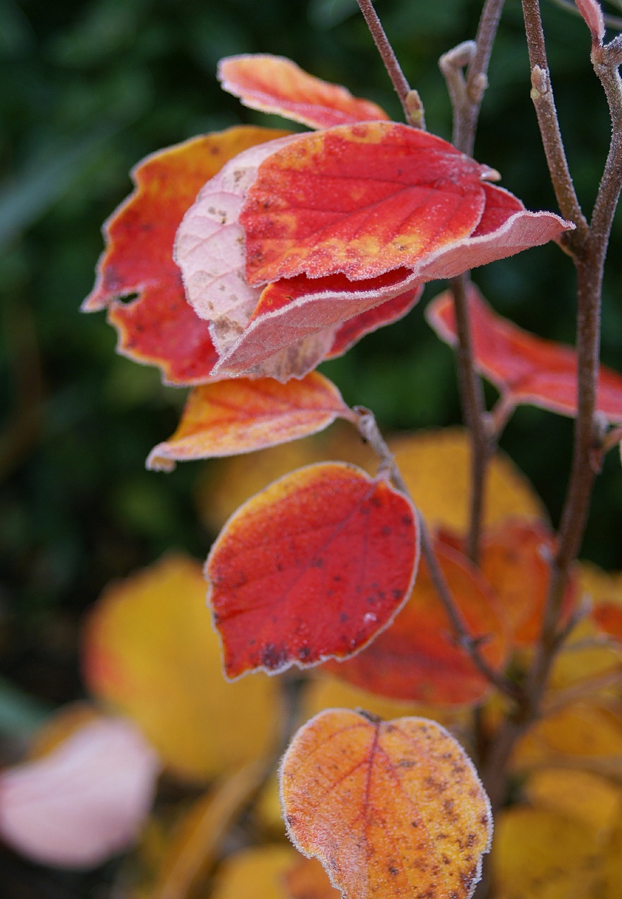 autumn leaf sweden free photo