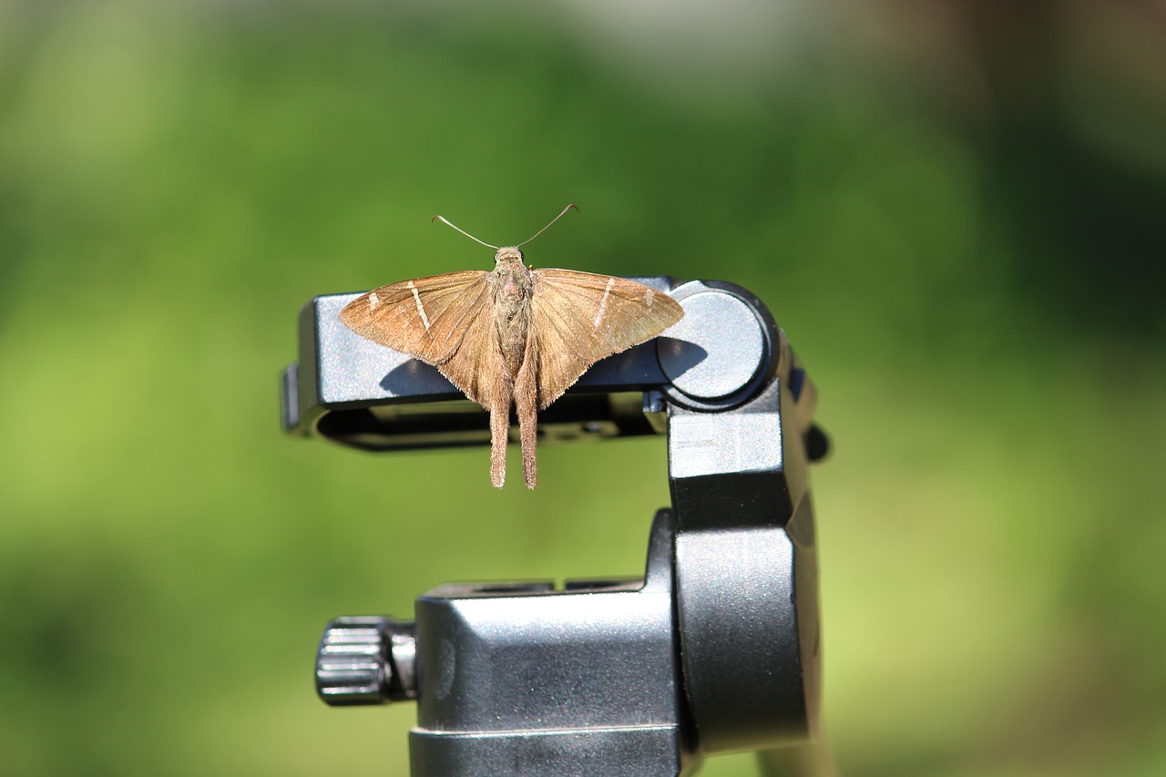 autumn  butterfly  nature free photo