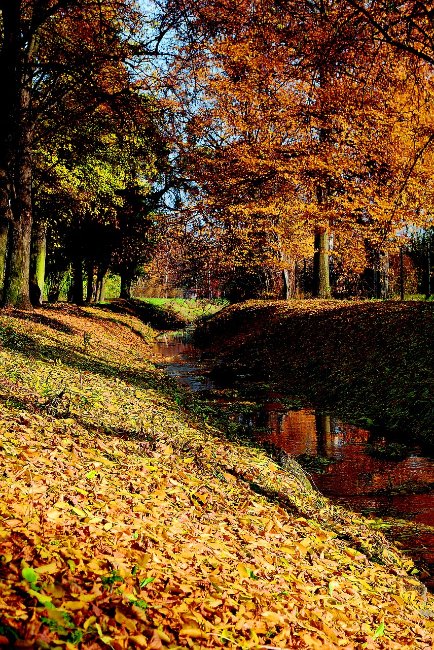 autumn the brook foliage free photo