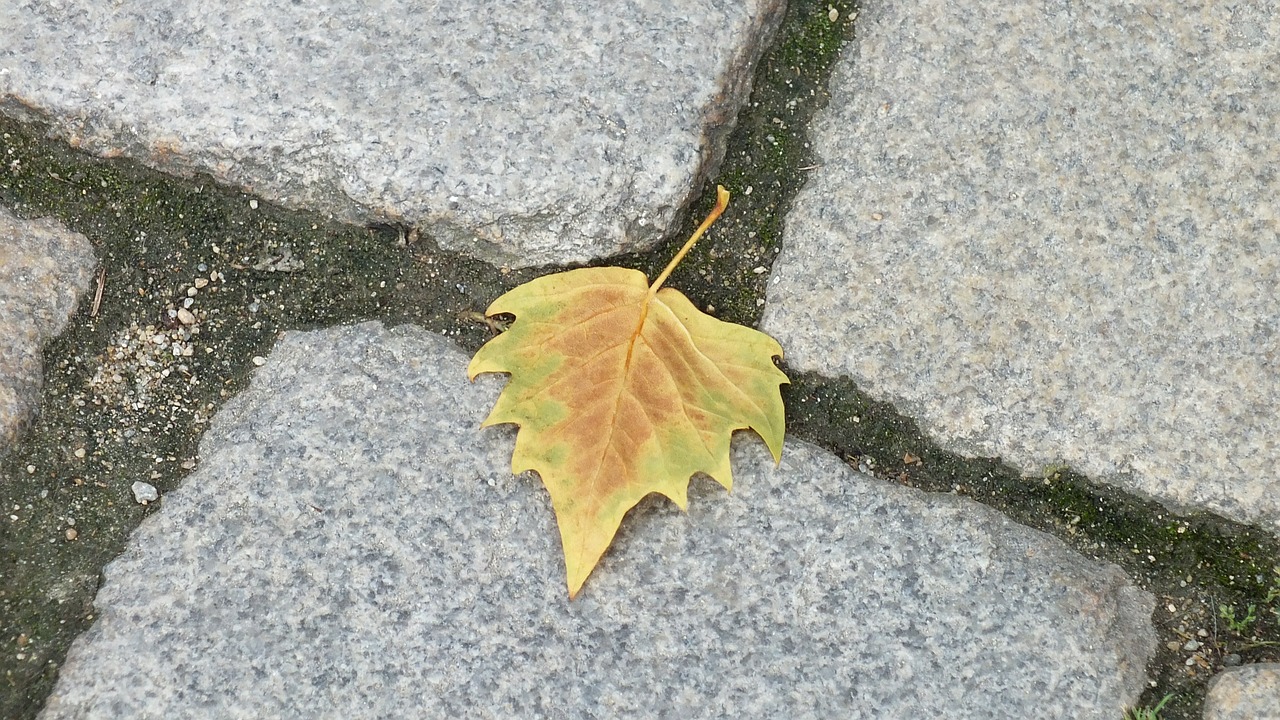 autumn leaf street free photo