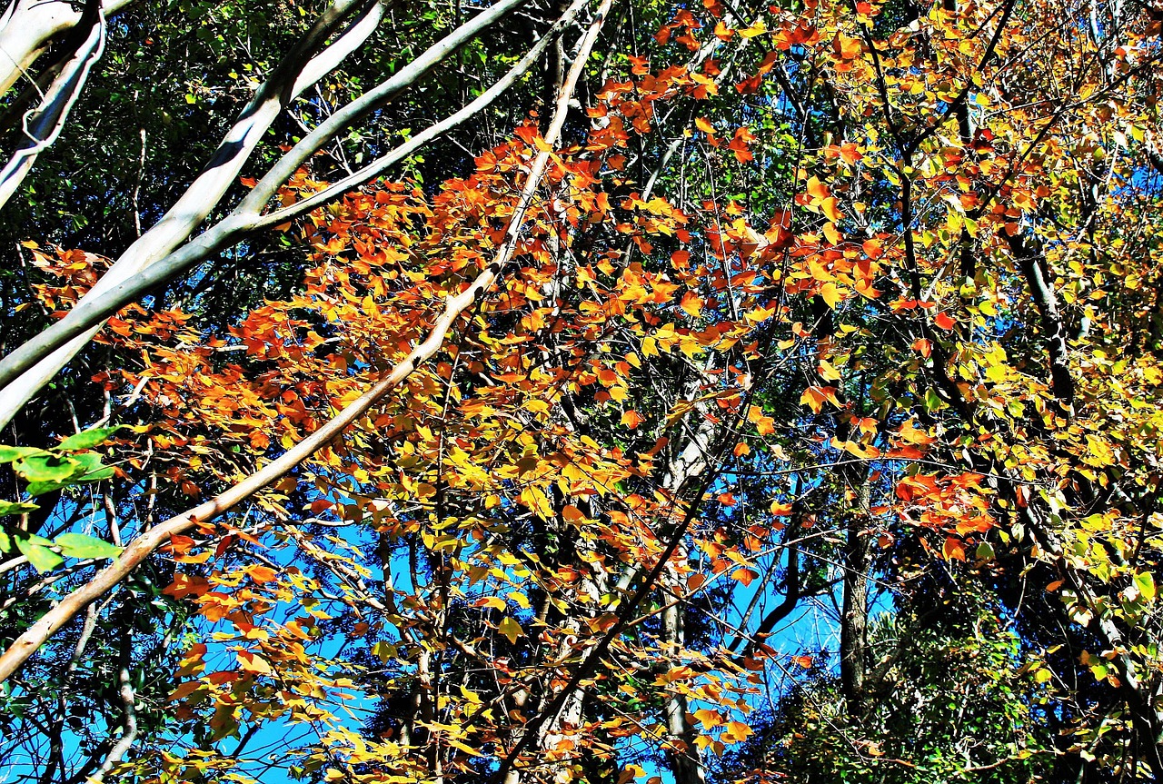 autumn branches tree free photo