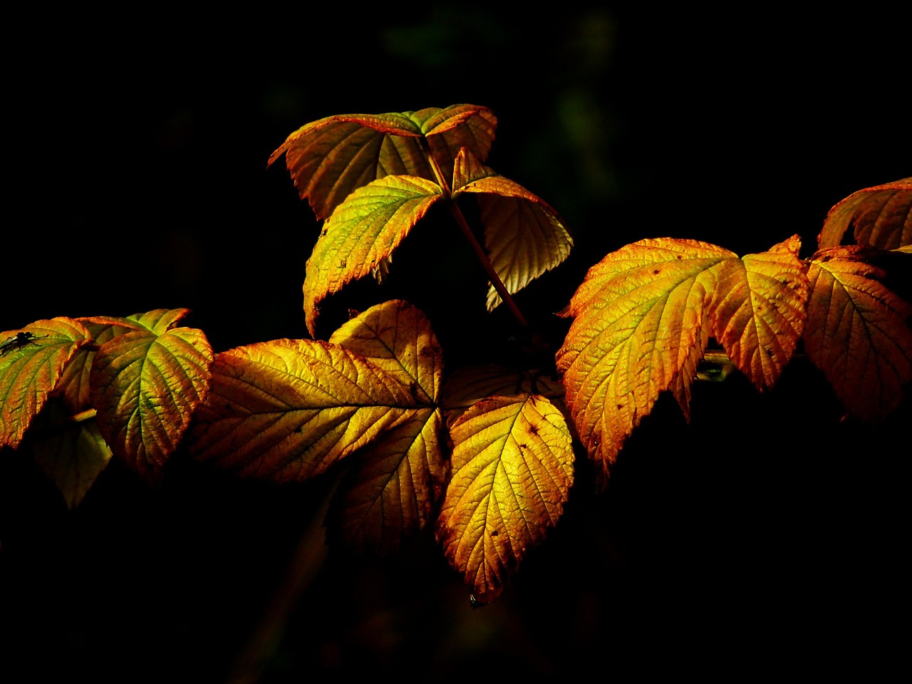 autumn fall foliage leaves free photo