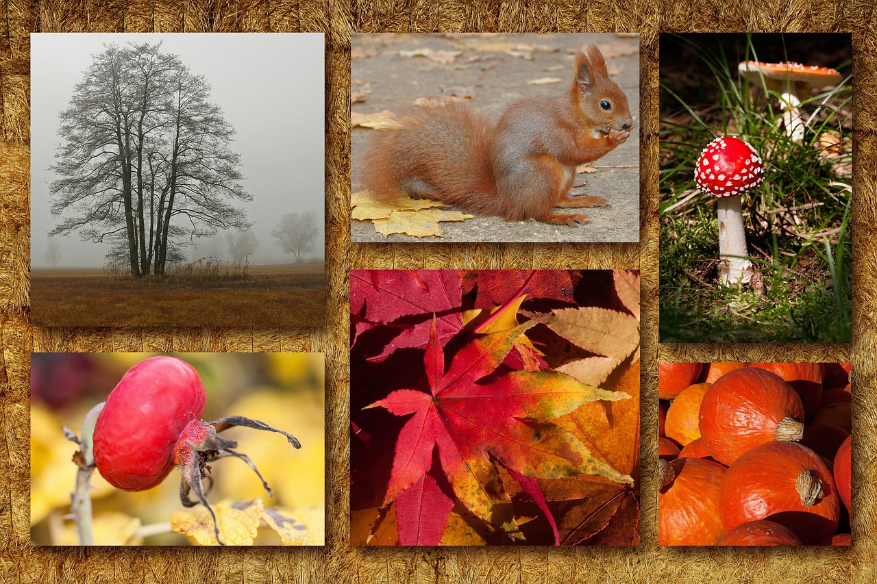 autumn collage autumn mood free photo