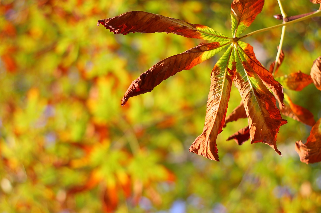 autumn leaves colors free photo