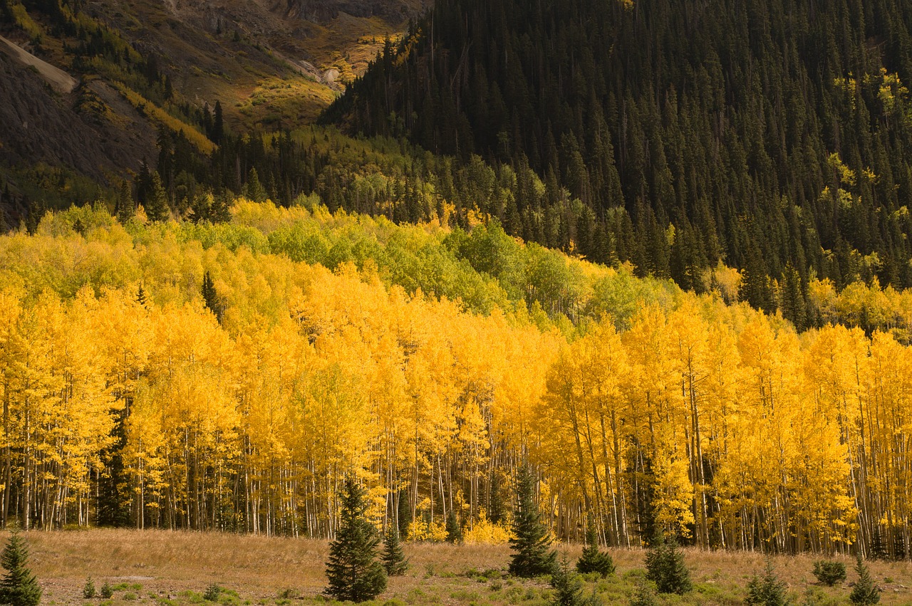 autumn leaves color free photo