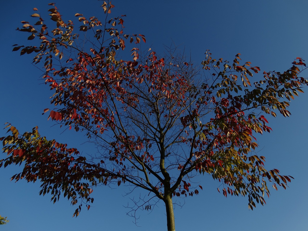 autumn fall leaves blue sky free photo