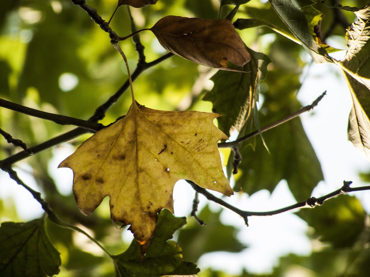 autumn holidays yellow free photo