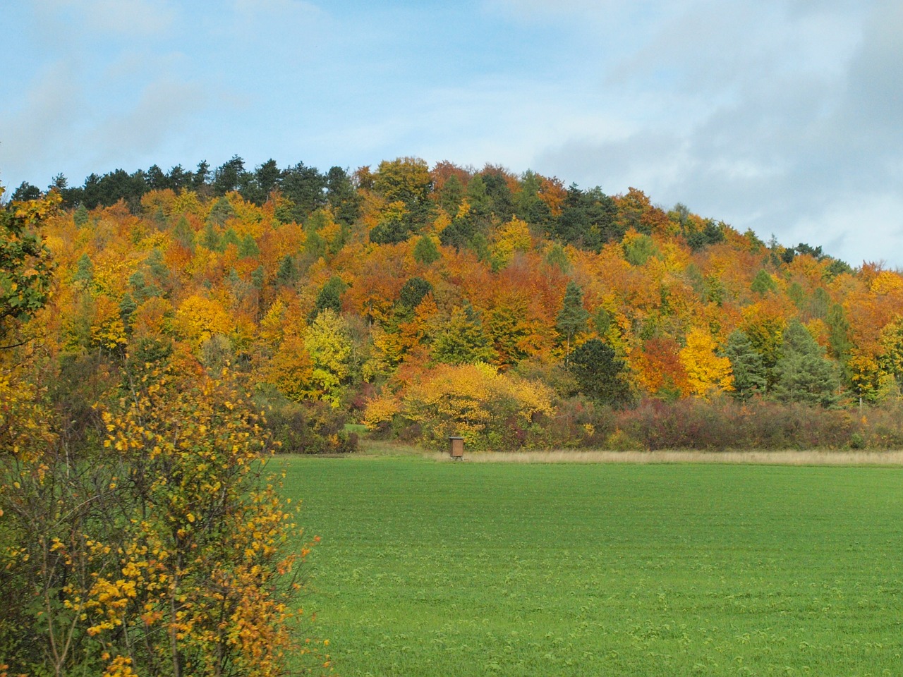 autumn colorful golden autumn free photo