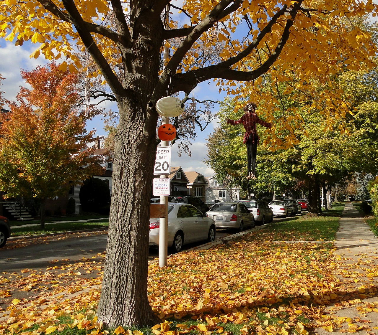 autumn street foliage free photo