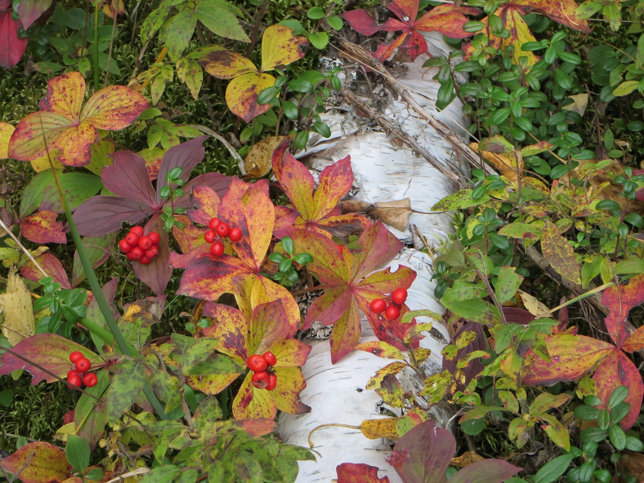 autumn berries nature free photo