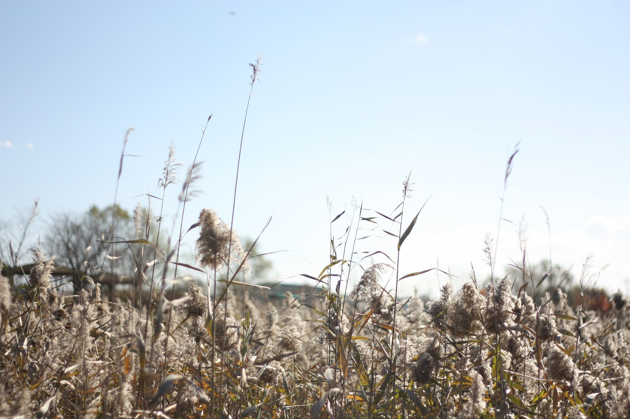 autumn silver grass sky free photo