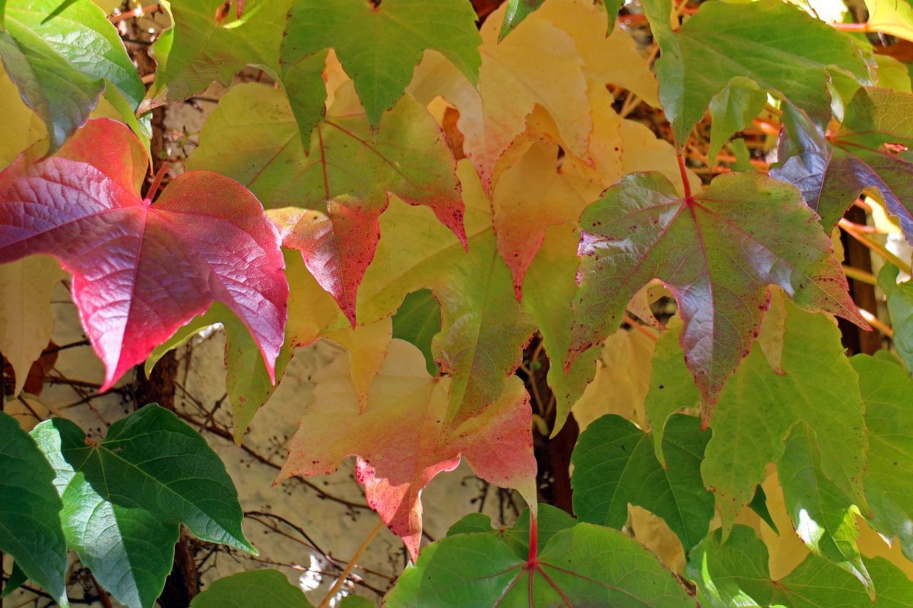 autumn leaves golden autumn free photo