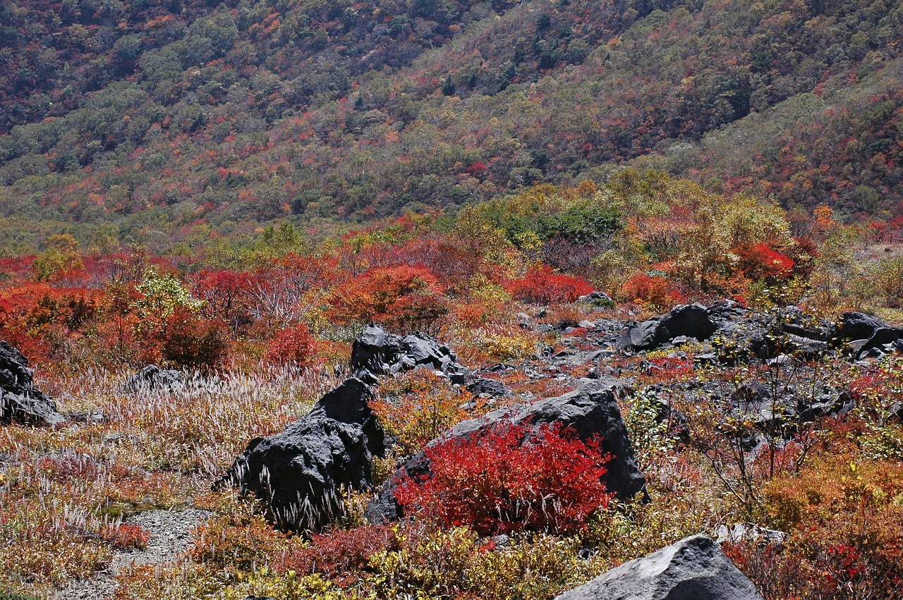 autumn autumnal leaves landscape free photo