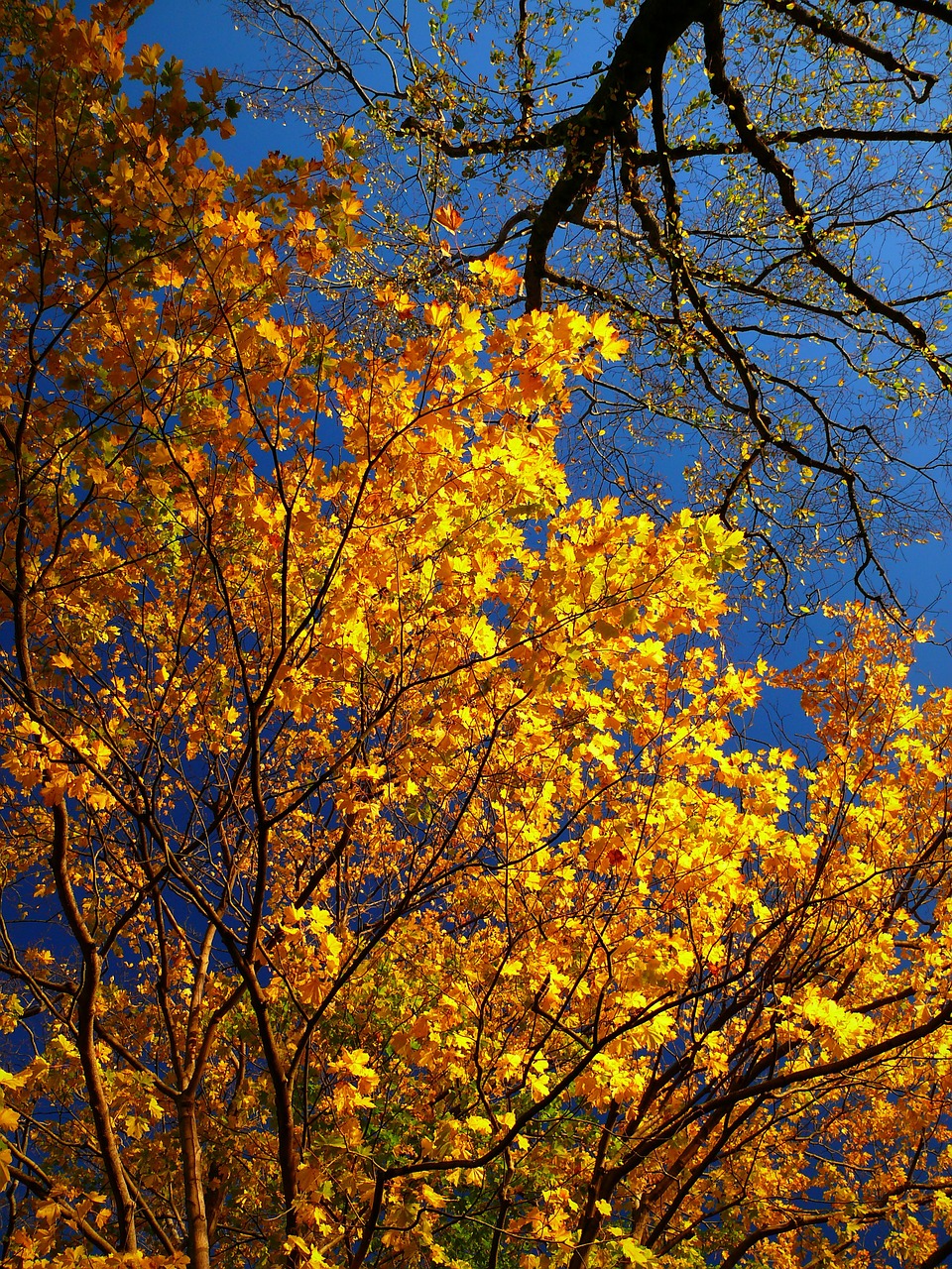 autumn colors the nature of the free photo