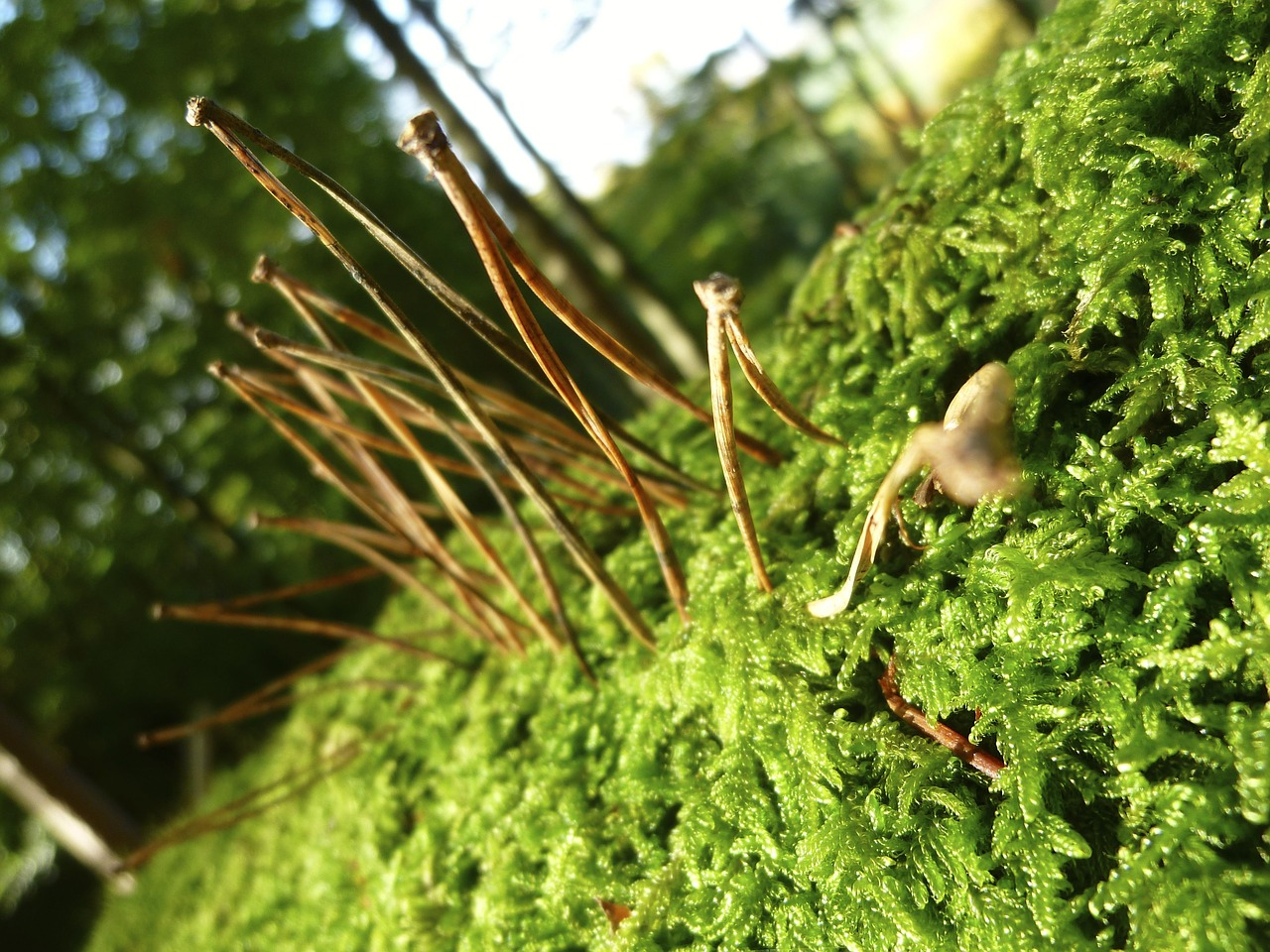 autumn pine needles moss free photo