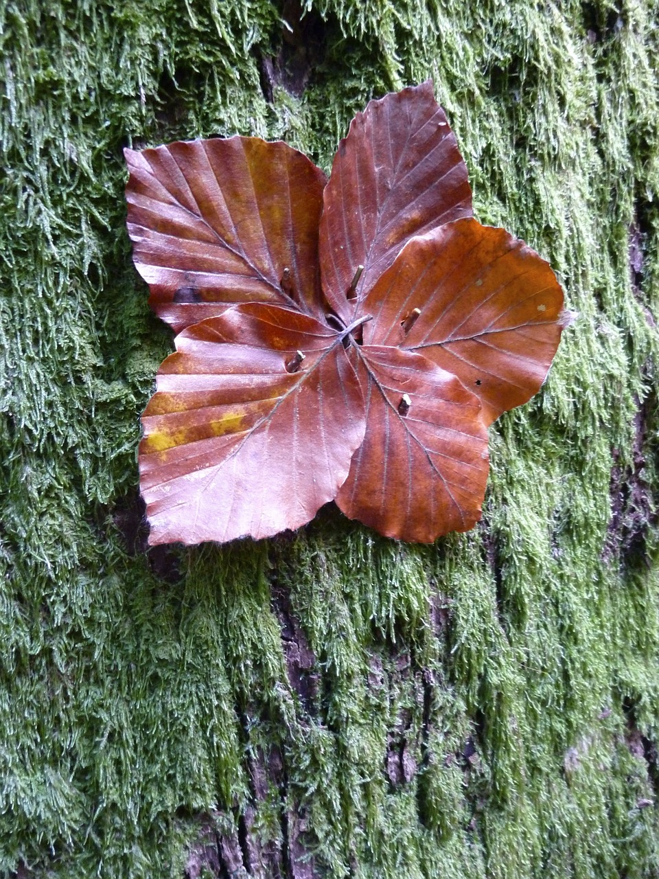 autumn fall color fall leaves free photo