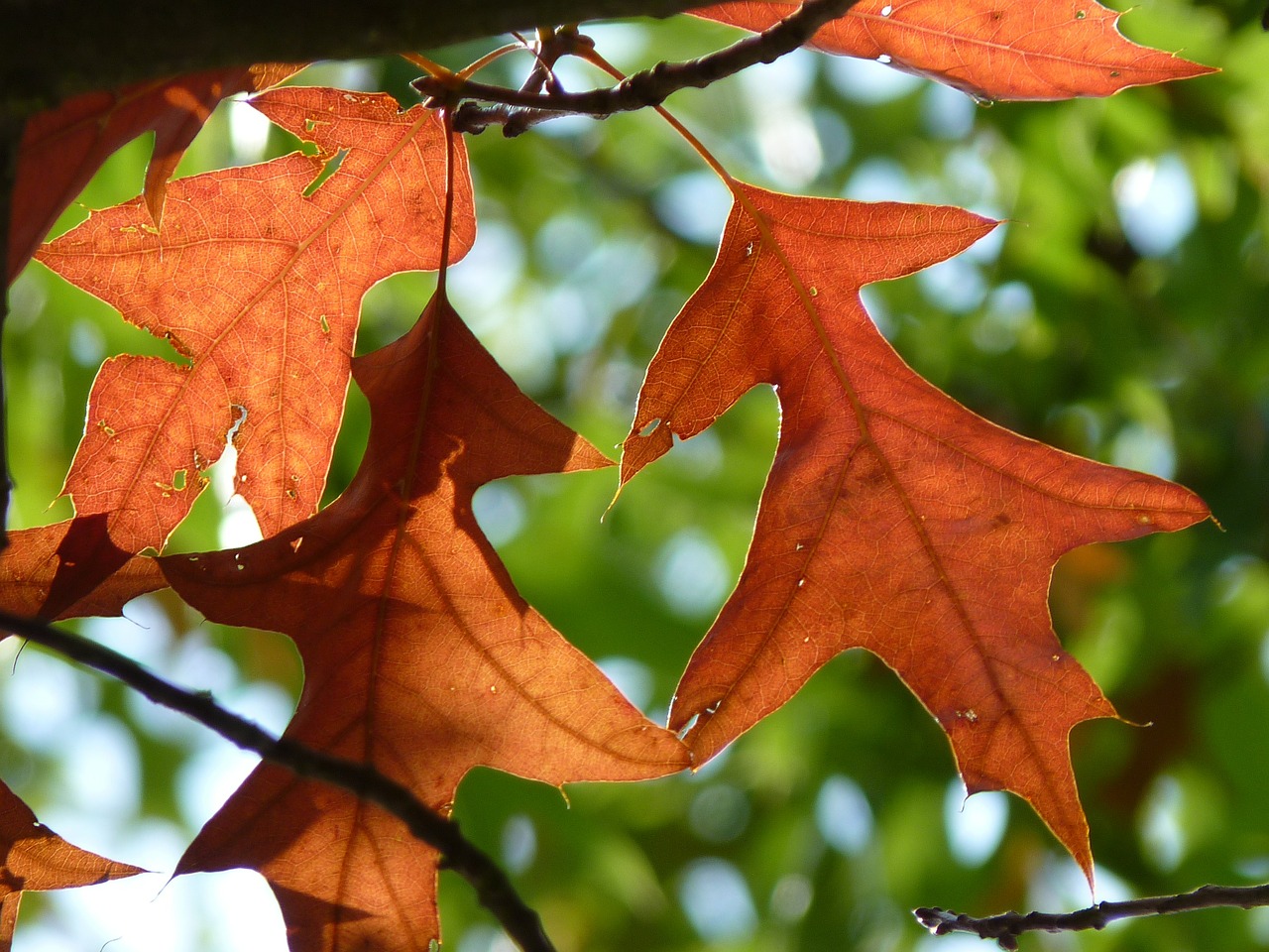 autumn leaves red oak free photo