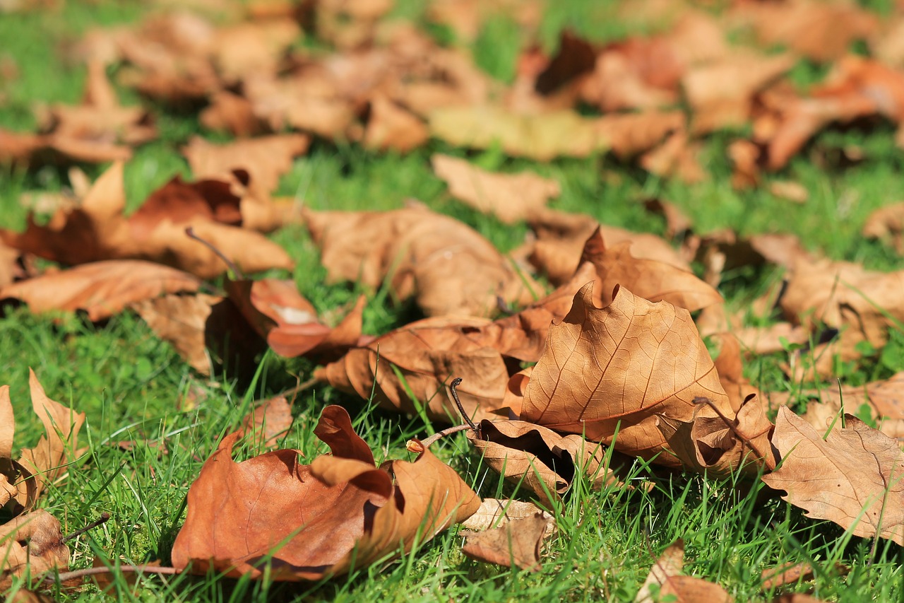 autumn leaves withered free photo