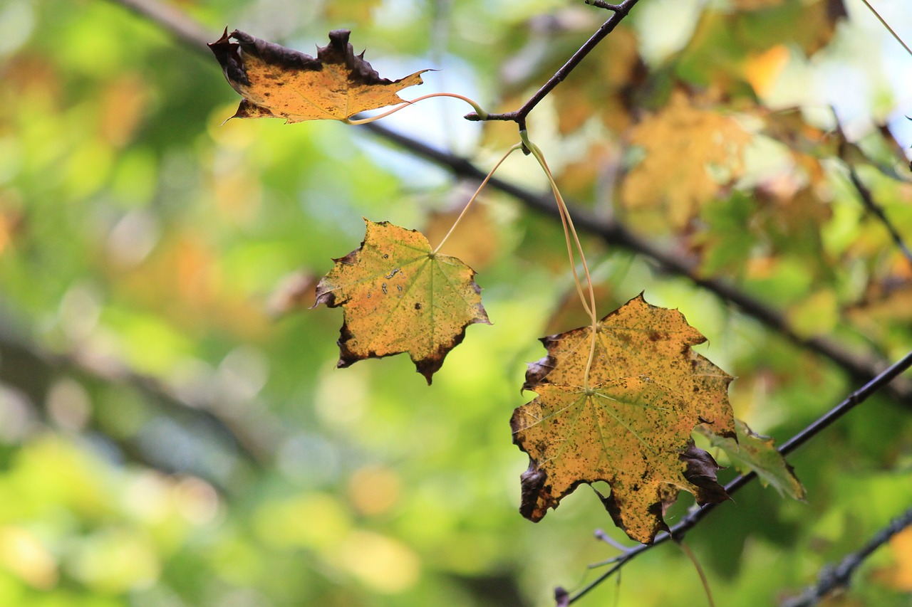 autumn maple leaves free photo
