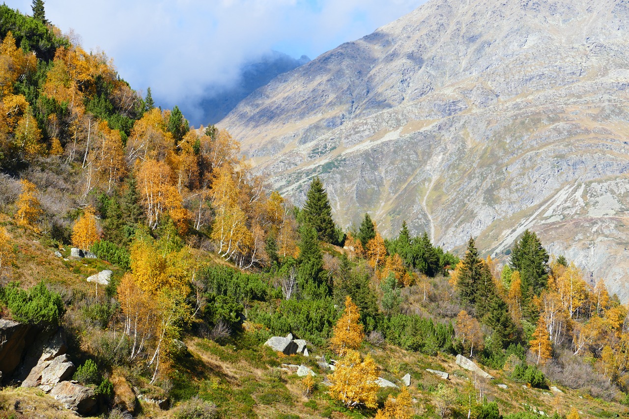 autumn trees colored free photo