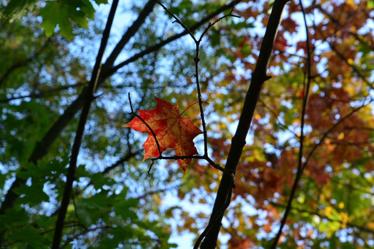 autumn foliage trees free photo