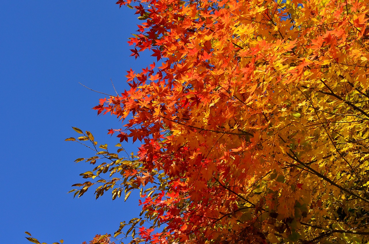 autumn autumnal leaves maple free photo