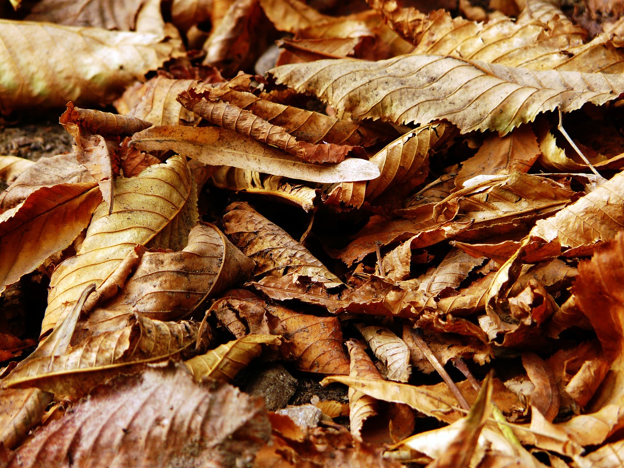 autumn leaf leaves free photo