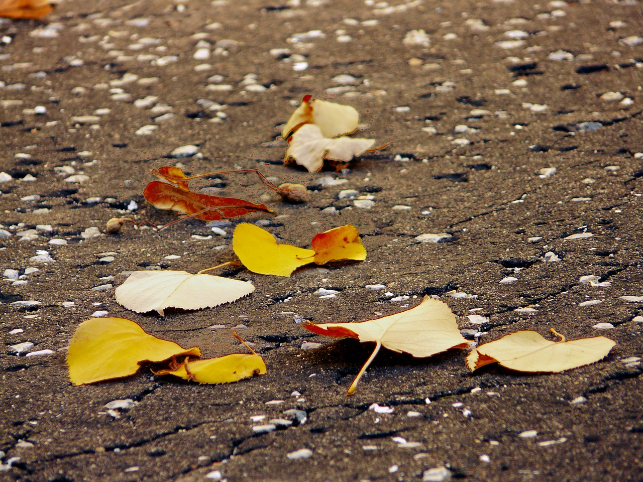 autumn leaf leaves free photo