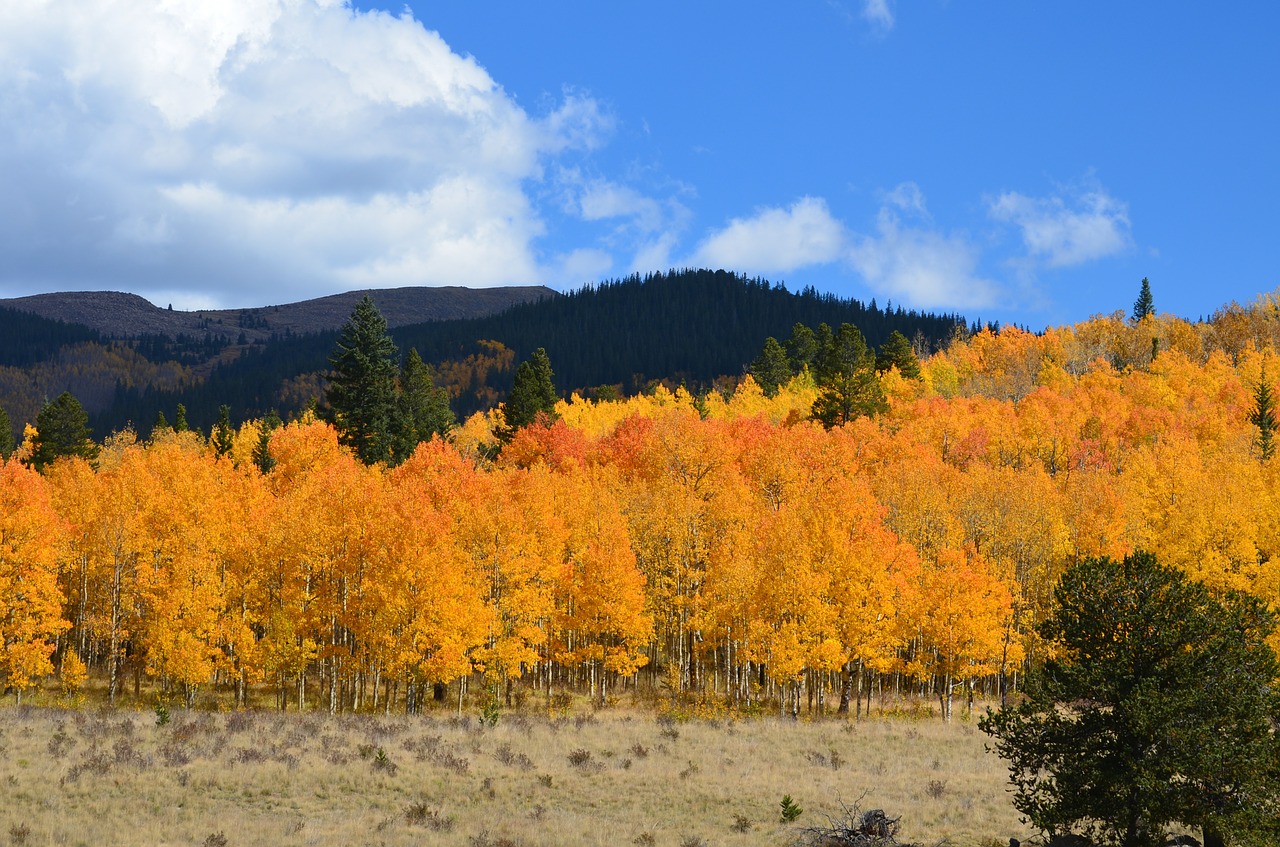 autumn foliage forest free photo