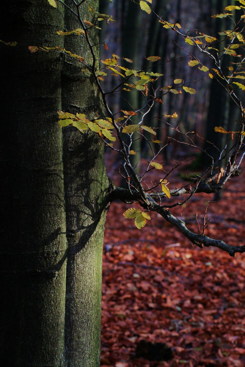 autumn tree beech free photo