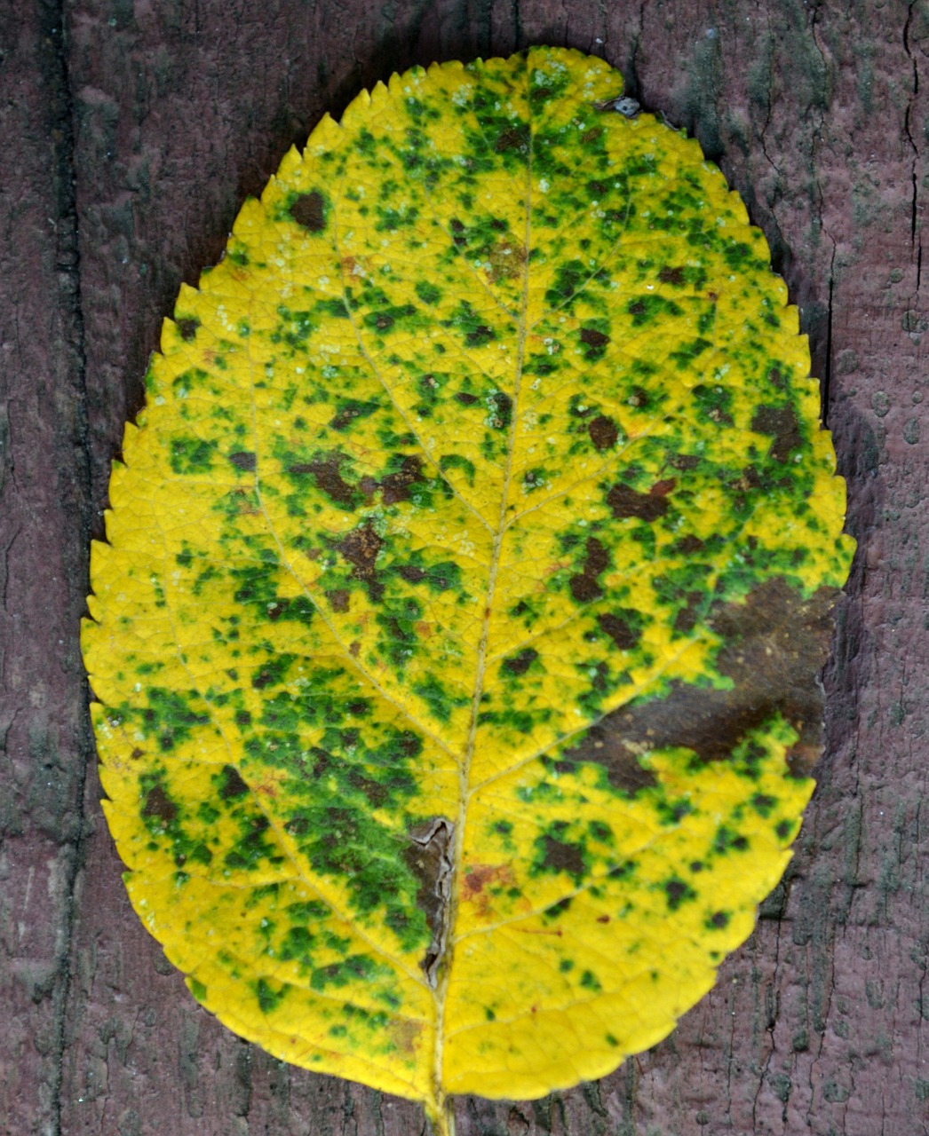 autumn leave yellow free photo