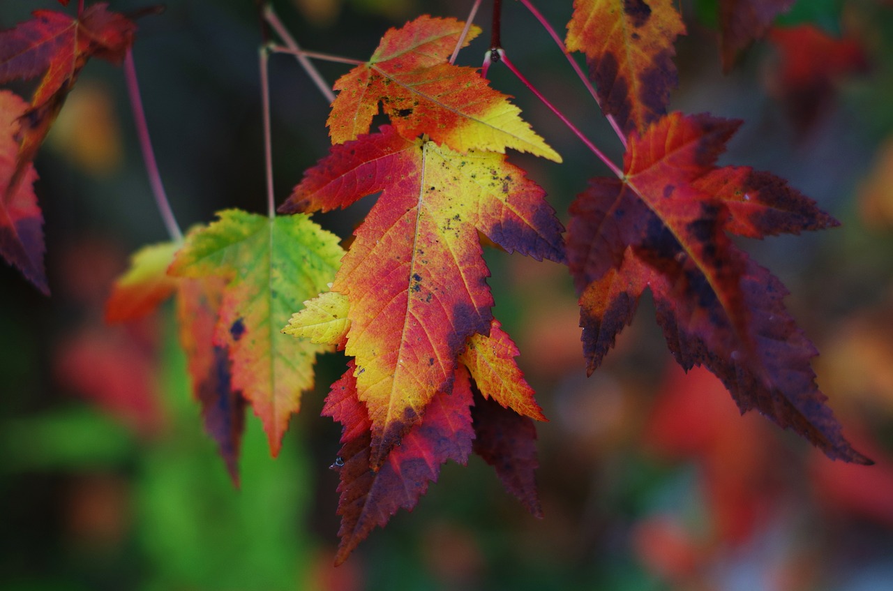 autumn autumn mood leaves free photo