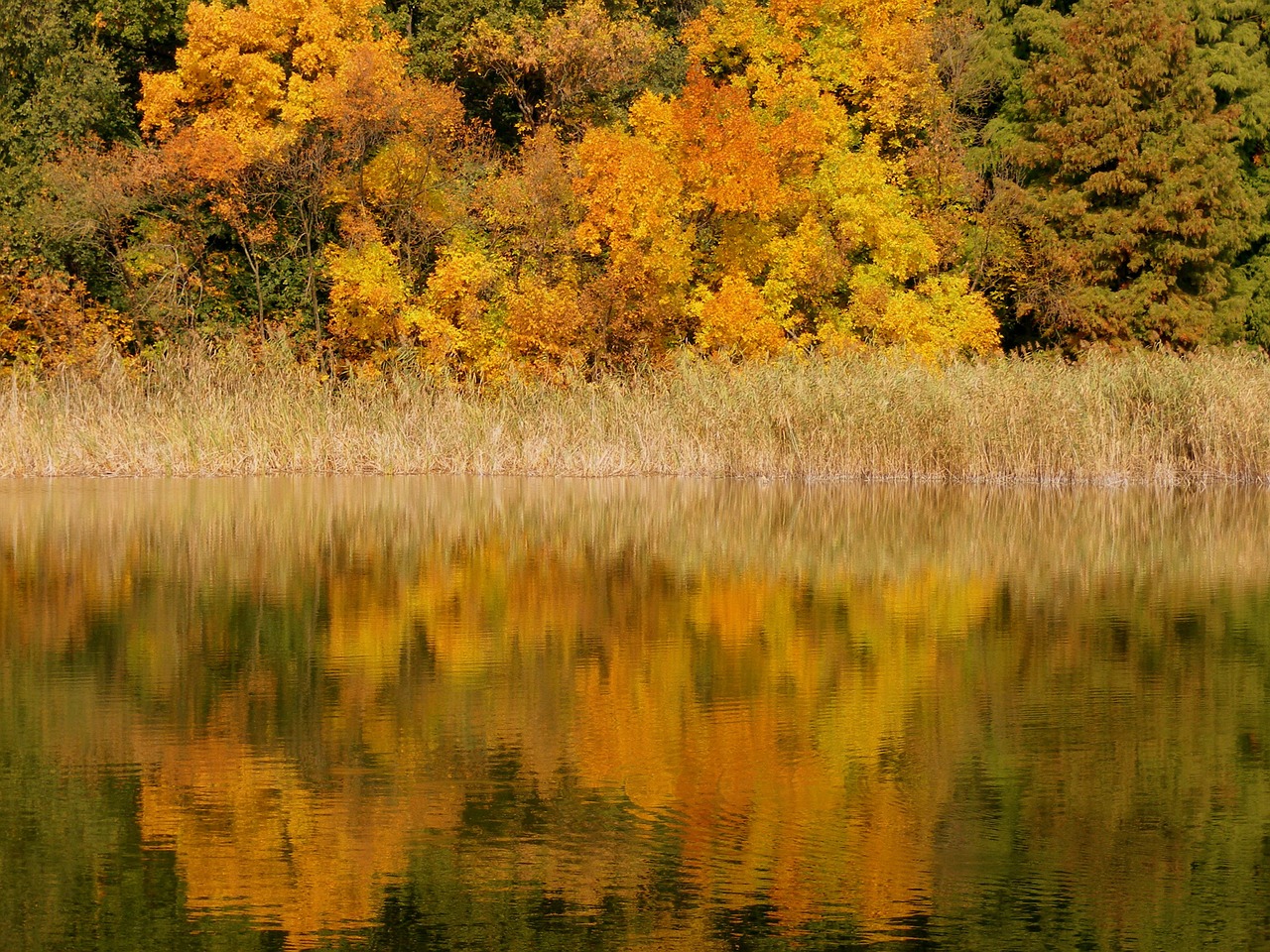 autumn lake trees free photo