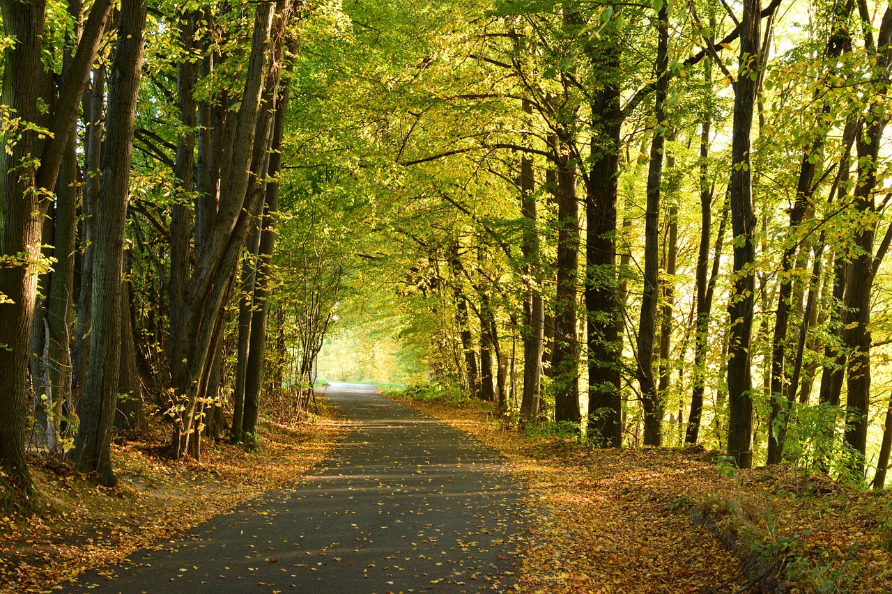 autumn forest tree free photo