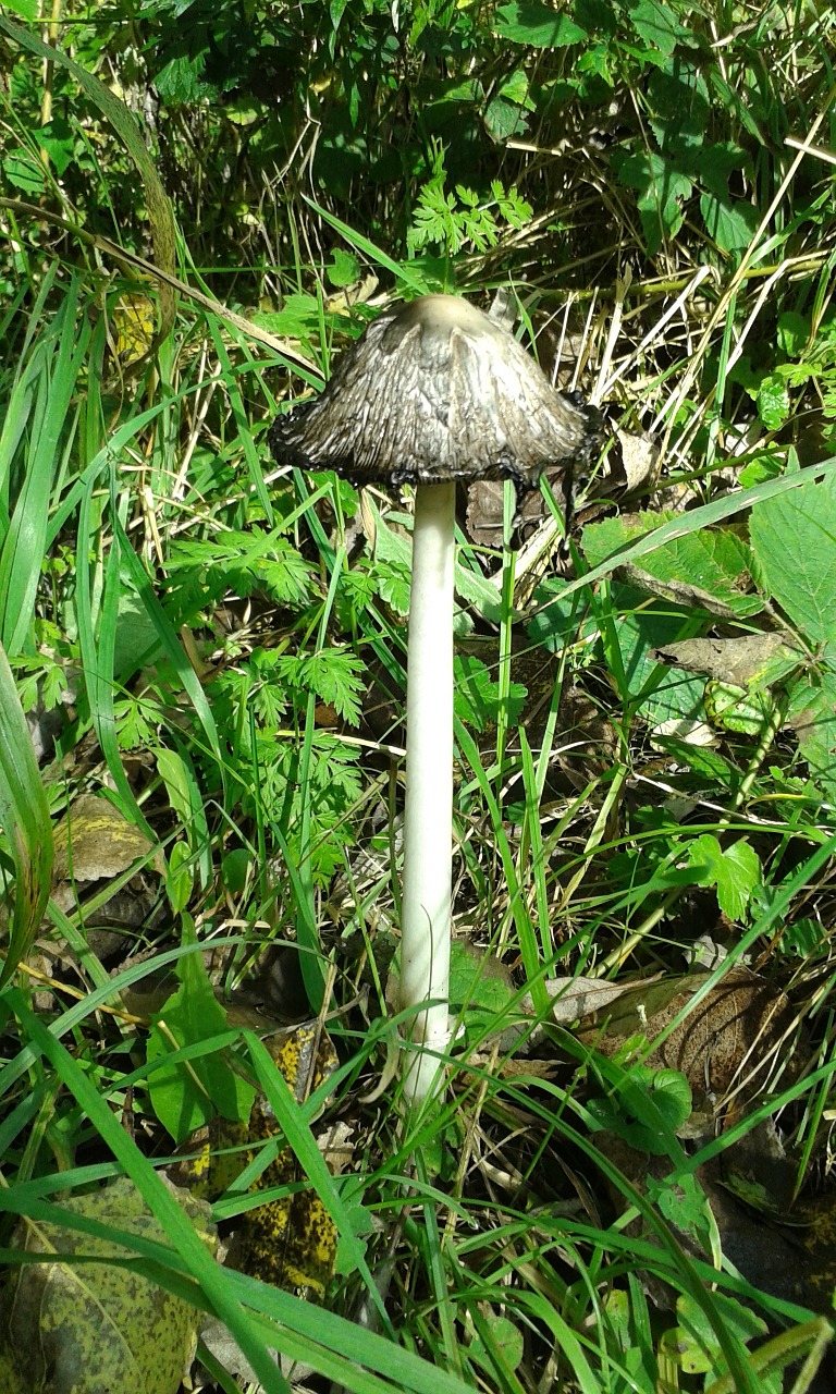 autumn mushroom agaric free photo
