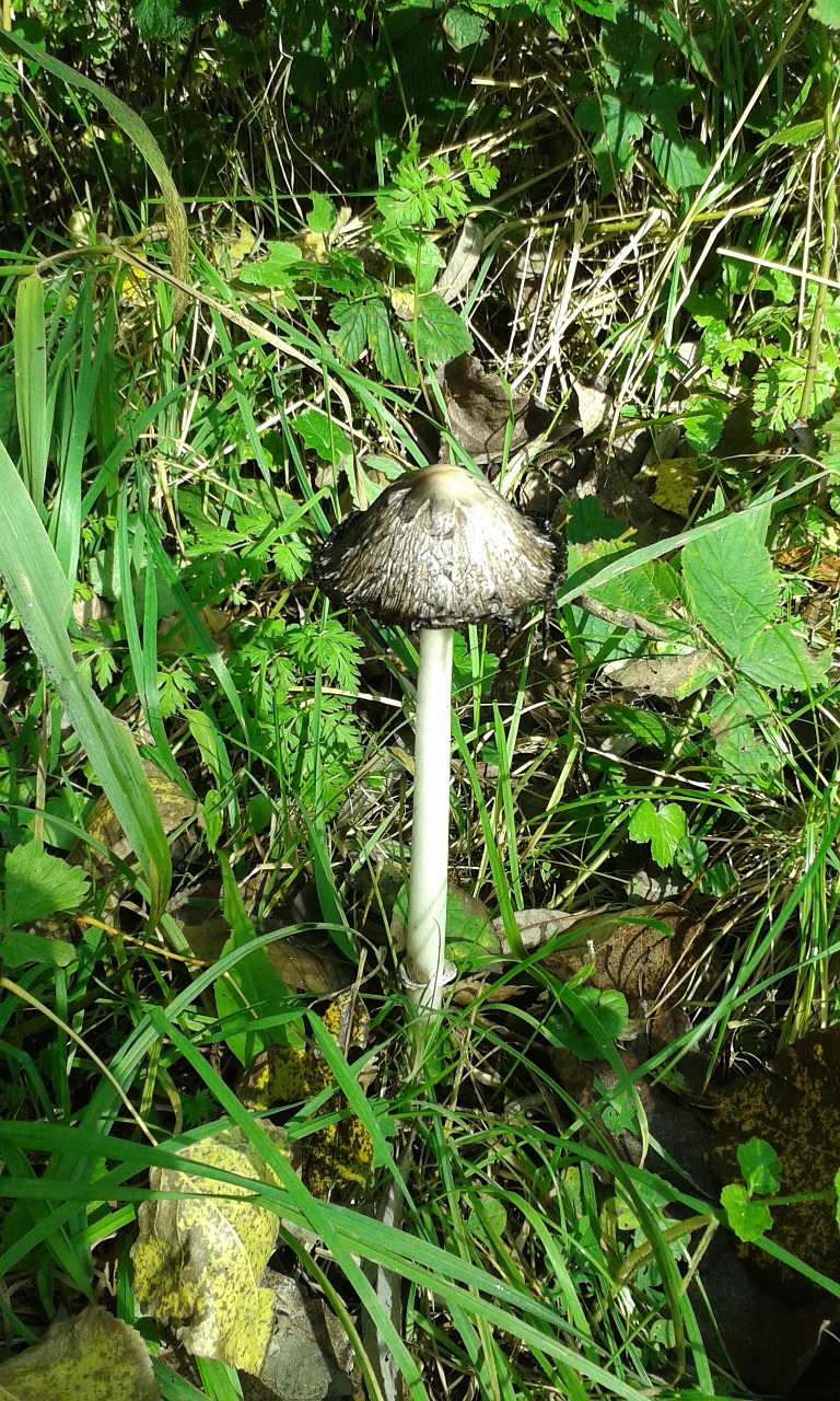 autumn mushroom nature free photo
