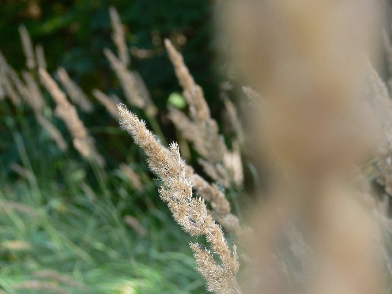 autumn nature wild plant free photo