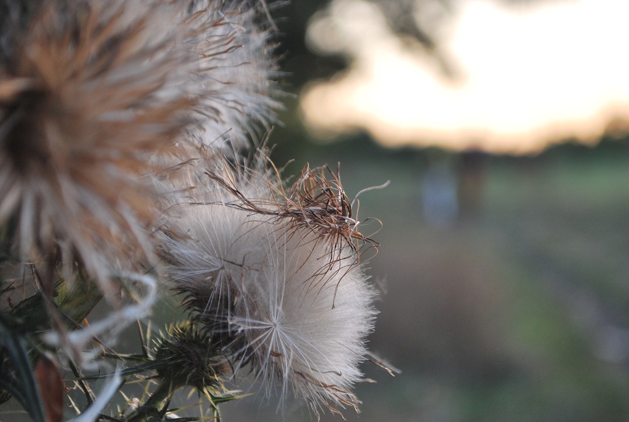 autumn dry barbs free photo